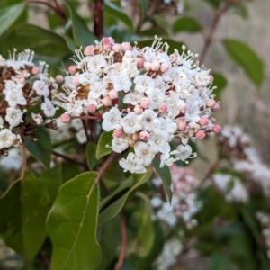 Viburnum tinus at Belconnen, ACT - 18 Aug 2023 09:15 AM