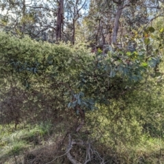 Clematis leptophylla (Small-leaf Clematis, Old Man's Beard) at Belconnen, ACT - 18 Aug 2023 by CattleDog