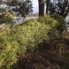 Clematis leptophylla at Belconnen, ACT - 18 Aug 2023 09:00 AM