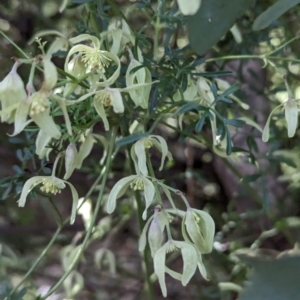 Clematis leptophylla at Belconnen, ACT - 18 Aug 2023 09:00 AM