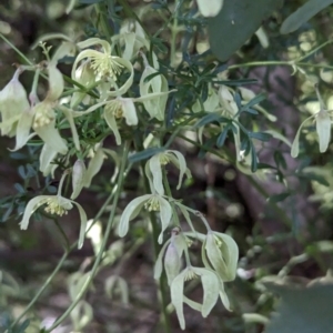 Clematis leptophylla at Belconnen, ACT - 18 Aug 2023