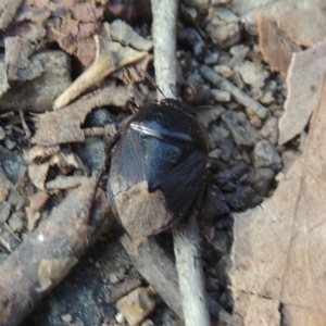 Cydnidae (family) at Tuggeranong, ACT - 25 Feb 2023