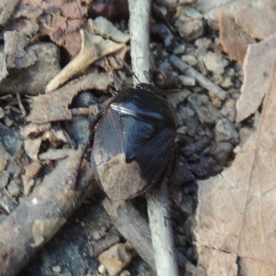 Cydnidae (family) (Burrower bug) at Tuggeranong, ACT - 25 Feb 2023 by MichaelBedingfield