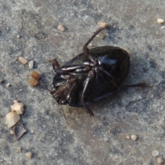 Cydnidae (family) at Tuggeranong, ACT - 25 Feb 2023