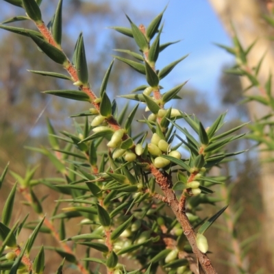 Melichrus urceolatus (Urn Heath) at Tuggeranong, ACT - 25 Feb 2023 by michaelb