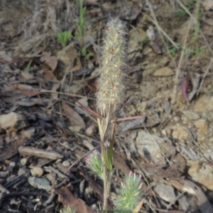 Trifolium angustifolium at Tuggeranong, ACT - 25 Feb 2023