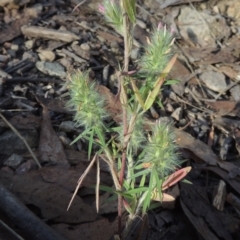 Trifolium angustifolium at Tuggeranong, ACT - 25 Feb 2023