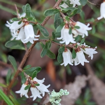 Cryptandra amara (Bitter Cryptandra) at Belconnen, ACT - 17 Aug 2023 by CattleDog