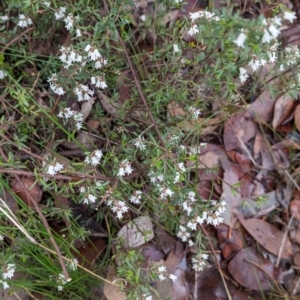 Cryptandra amara at Belconnen, ACT - 18 Aug 2023