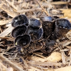 Cyathus stercoreus (Bird's nest fungus) at Sullivans Creek, Lyneham South - 17 Aug 2023 by trevorpreston