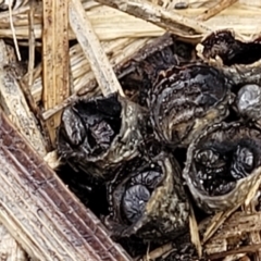 Cyathus stercoreus at Lyneham, ACT - 17 Aug 2023 02:46 PM