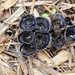 Cyathus stercoreus at Lyneham, ACT - 17 Aug 2023