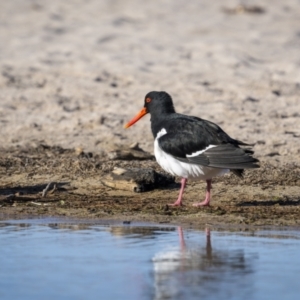 Haematopus longirostris at Green Cape, NSW - 3 Aug 2023