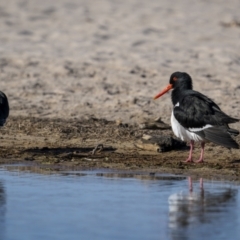 Haematopus longirostris at Green Cape, NSW - suppressed