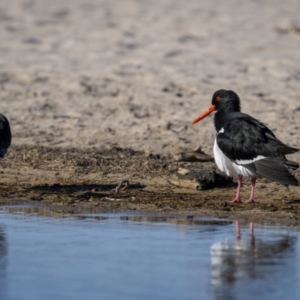 Haematopus longirostris at Green Cape, NSW - 3 Aug 2023