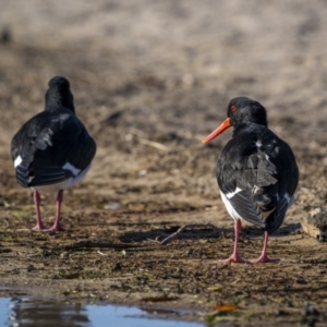 Haematopus longirostris at Green Cape, NSW - 3 Aug 2023