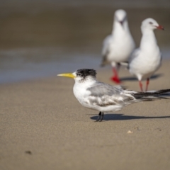 Thalasseus bergii (Crested Tern) at Ben Boyd National Park - 3 Aug 2023 by trevsci