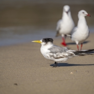 Thalasseus bergii at Green Cape, NSW - 3 Aug 2023