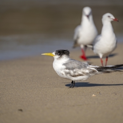 Thalasseus bergii (Crested Tern) at Ben Boyd National Park - 3 Aug 2023 by trevsci