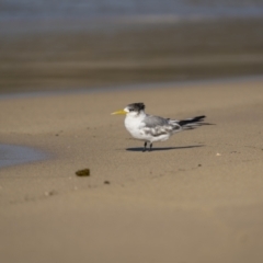 Thalasseus bergii at Green Cape, NSW - 3 Aug 2023 02:36 PM