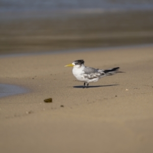 Thalasseus bergii at Green Cape, NSW - 3 Aug 2023