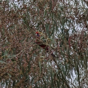 Platycercus elegans at Conder, ACT - 13 Aug 2023