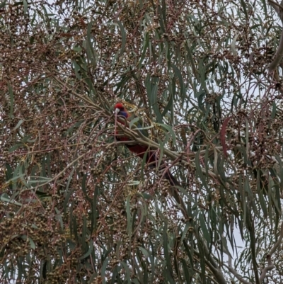 Platycercus elegans (Crimson Rosella) at Conder, ACT - 12 Aug 2023 by SavannahWood