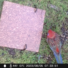 Platycercus elegans (Crimson Rosella) at Australian National University - 4 Aug 2023 by SavannahWood