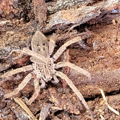 Mituliodon tarantulinus (Prowling Spider) at O'Connor, ACT - 18 Aug 2023 by trevorpreston