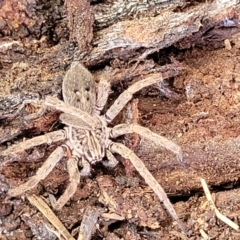 Mituliodon tarantulinus (Prowling Spider) at O'Connor, ACT - 18 Aug 2023 by trevorpreston