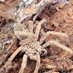 Mituliodon tarantulinus at O'Connor, ACT - 18 Aug 2023 11:53 AM