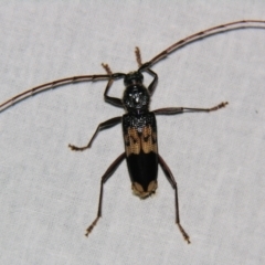 Phoracantha semipunctata (Common Eucalypt Longicorn) at Sheldon, QLD - 21 Jul 2007 by PJH123