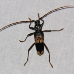 Unidentified Longhorn beetle (Cerambycidae) at Sheldon, QLD - 21 Jul 2007 by PJH123