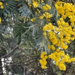 Acacia dealbata (Silver Wattle) at Banksia Street Wetland Corridor - 18 Aug 2023 by trevorpreston