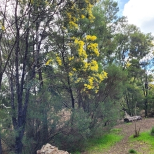 Acacia dealbata at O'Connor, ACT - 18 Aug 2023