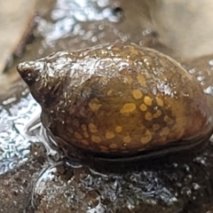 Physa acuta (European physa, Left-handed pondsnail) at Banksia Street Wetland Corridor - 18 Aug 2023 by trevorpreston