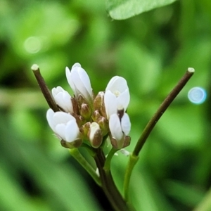 Cardamine hirsuta at O'Connor, ACT - 18 Aug 2023