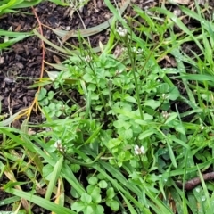 Cardamine hirsuta at O'Connor, ACT - 18 Aug 2023 11:44 AM