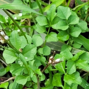 Cardamine hirsuta at O'Connor, ACT - 18 Aug 2023 11:44 AM