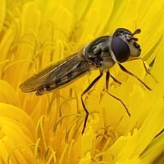 Melangyna viridiceps (Hover fly) at O'Connor, ACT - 18 Aug 2023 by trevorpreston