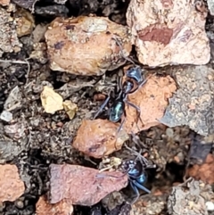 Iridomyrmex sp. (genus) (Ant) at Banksia Street Wetland Corridor - 18 Aug 2023 by trevorpreston