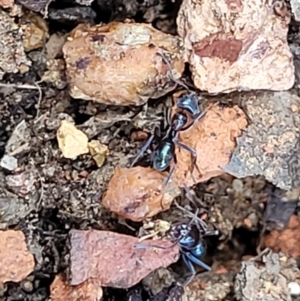 Iridomyrmex sp. (genus) at O'Connor, ACT - 18 Aug 2023 11:39 AM