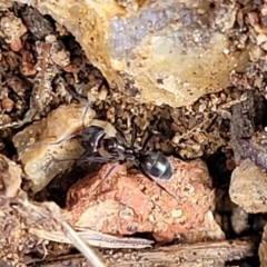 Iridomyrmex sp. (genus) at O'Connor, ACT - 18 Aug 2023