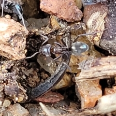 Iridomyrmex sp. (genus) at O'Connor, ACT - 18 Aug 2023