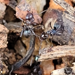 Iridomyrmex sp. (genus) at O'Connor, ACT - 18 Aug 2023 11:39 AM