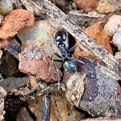 Iridomyrmex sp. (genus) at O'Connor, ACT - 18 Aug 2023 11:39 AM