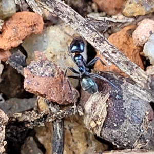 Iridomyrmex sp. (genus) at O'Connor, ACT - 18 Aug 2023 11:39 AM