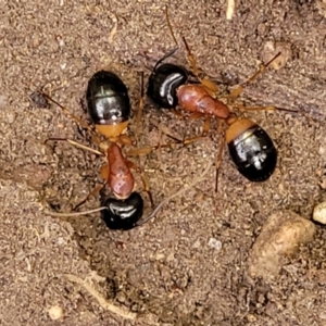 Camponotus consobrinus at O'Connor, ACT - 18 Aug 2023