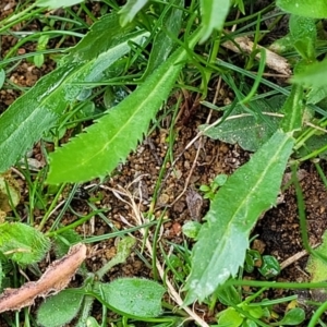 Lepidium africanum at O'Connor, ACT - 18 Aug 2023