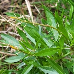 Lepidium africanum at O'Connor, ACT - 18 Aug 2023 11:38 AM